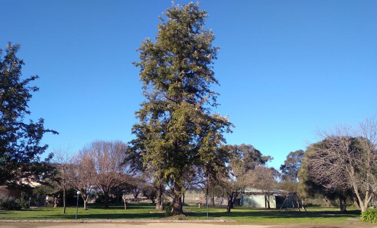 Allonville Gardens Motel Wagga Wagga Εξωτερικό φωτογραφία